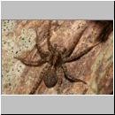 Pardosa amentata - Wolfspinne 04.jpg